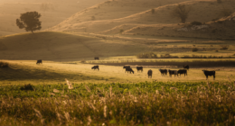 Maharashtra amends land law to unlock Gairan land in cities for planned development, but only with State Government approval and per the final Development Plan.